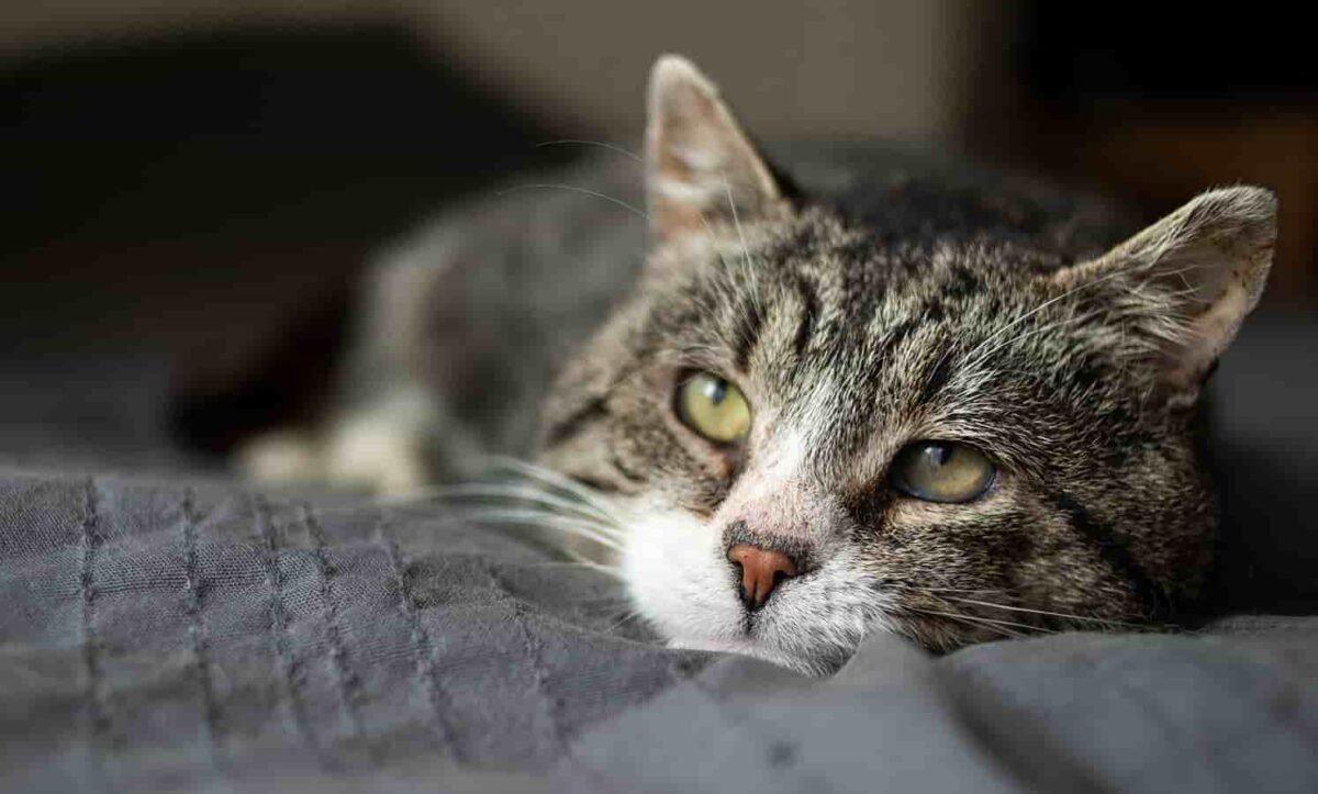 A cat snuggles in a blanket.